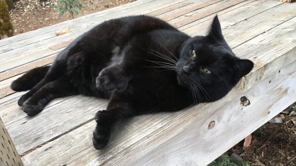 Treelo lounging at Serendipitree Treehouse