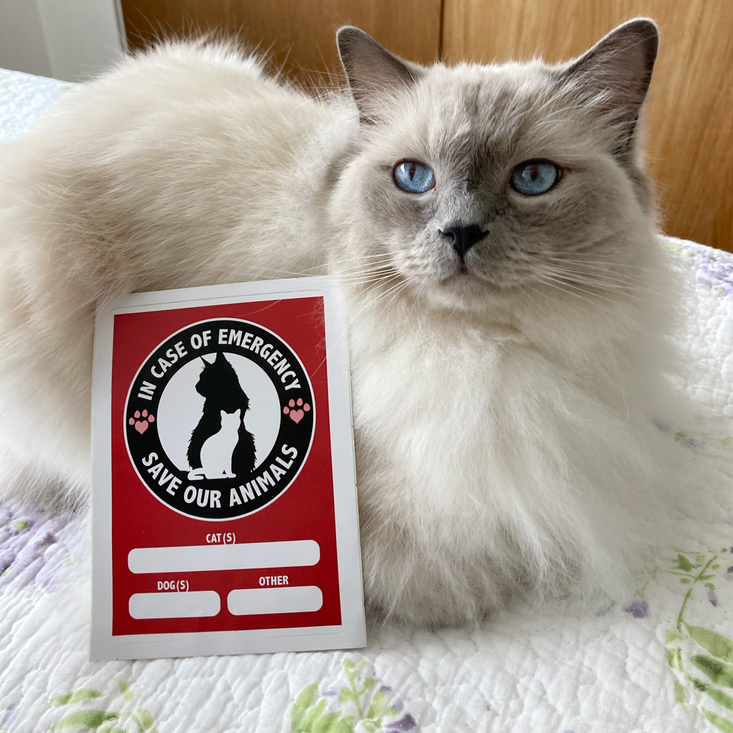 In Case of Emergency Save our Animals Cat Decal