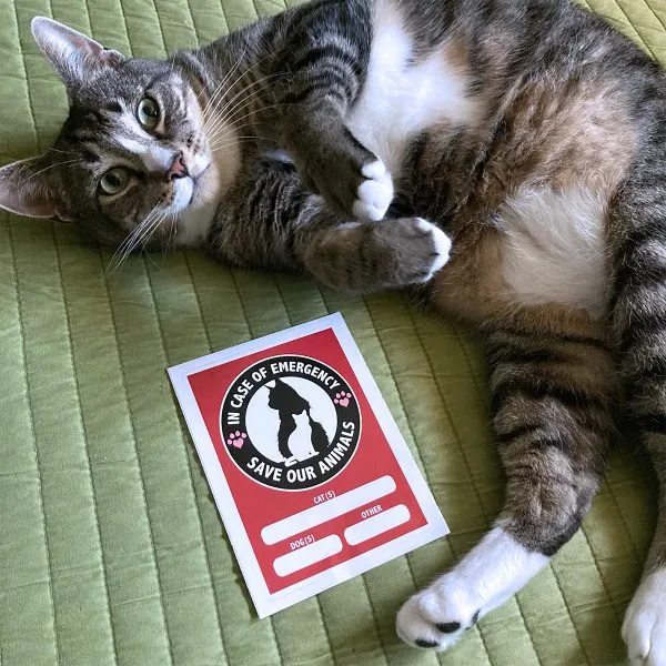 In Case of Emergency Save our Animals Cat Decal