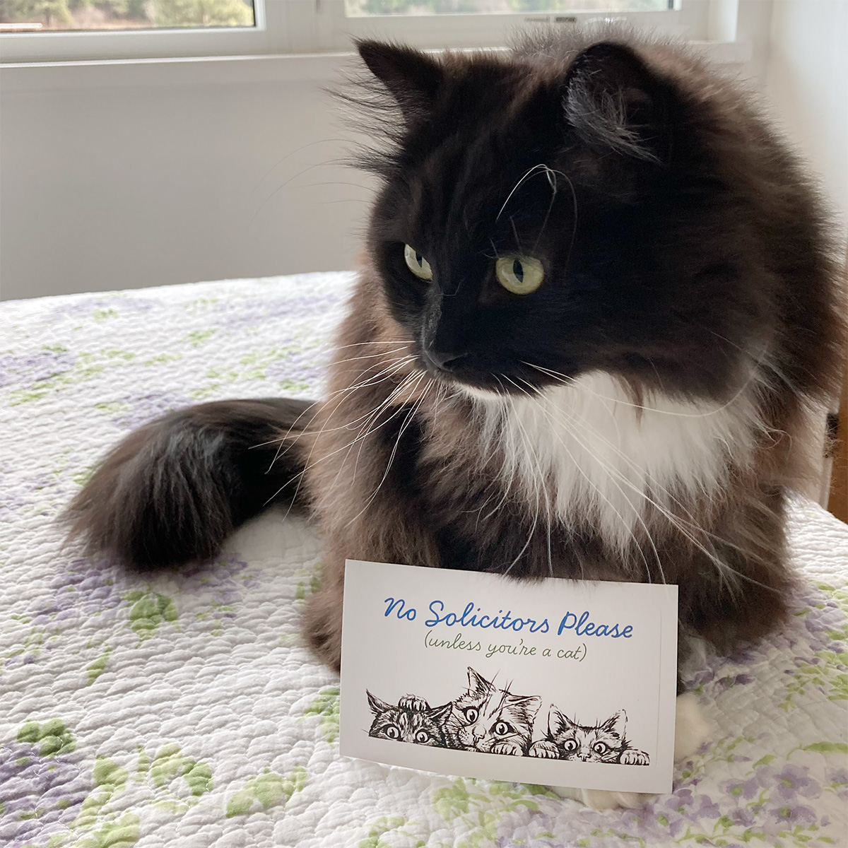 No Solicitors Please (Unless You're a Cat) Decal