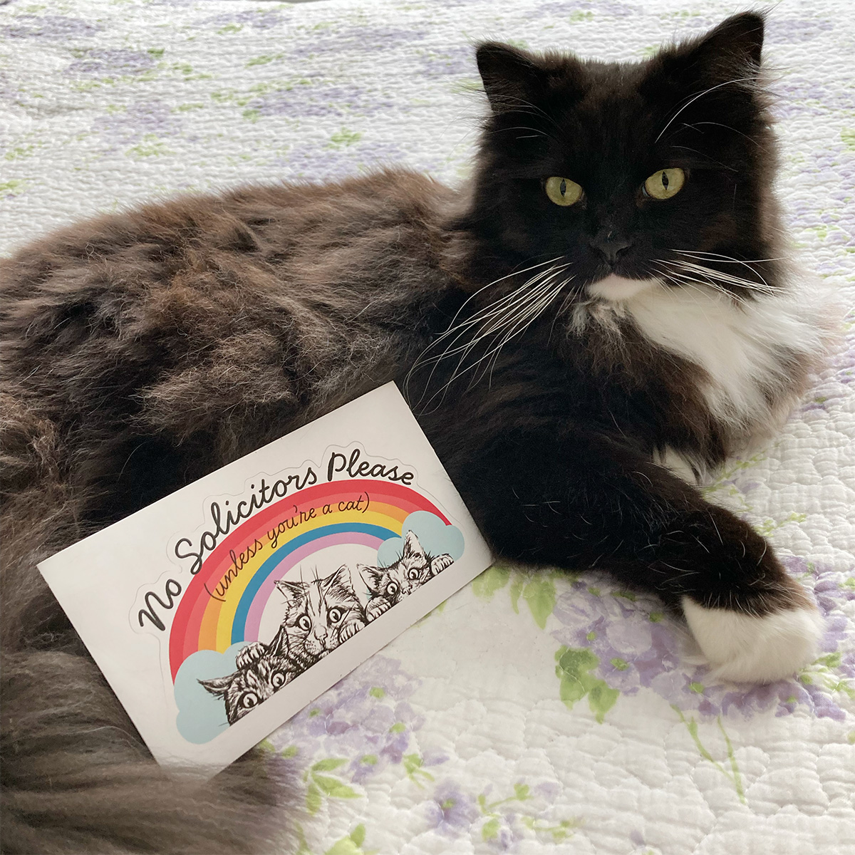 No Solicitors Please (Unless You're a Cat) Rainbow Decal