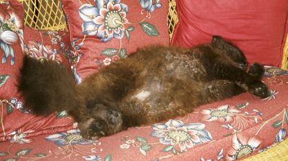 Barney Sleeping